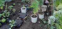 El Bolsón: policía secuestra un arma de fuego y gran cantidad de plantas de cannabis sativa