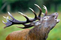 Desde el 1 de marzo queda habilitada la temporada de caza en el Parque Nacional