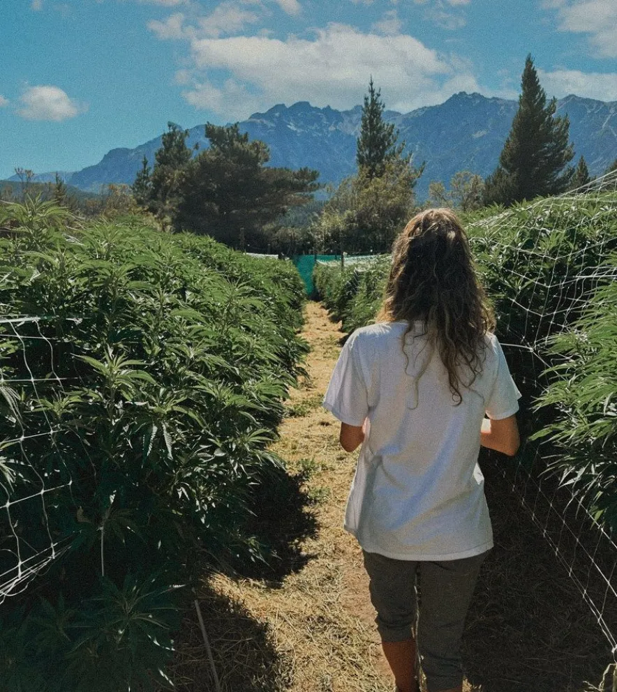 La primera reserva cannábica del país está en la Patagonia