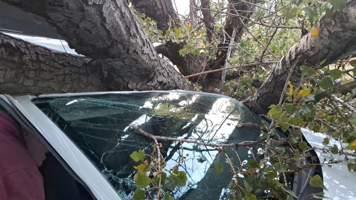 Por el viento cayó un árbol y aplastó a un vehículo con ocupantes en el interior