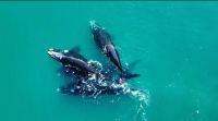 Ballenas Golfo San Matías