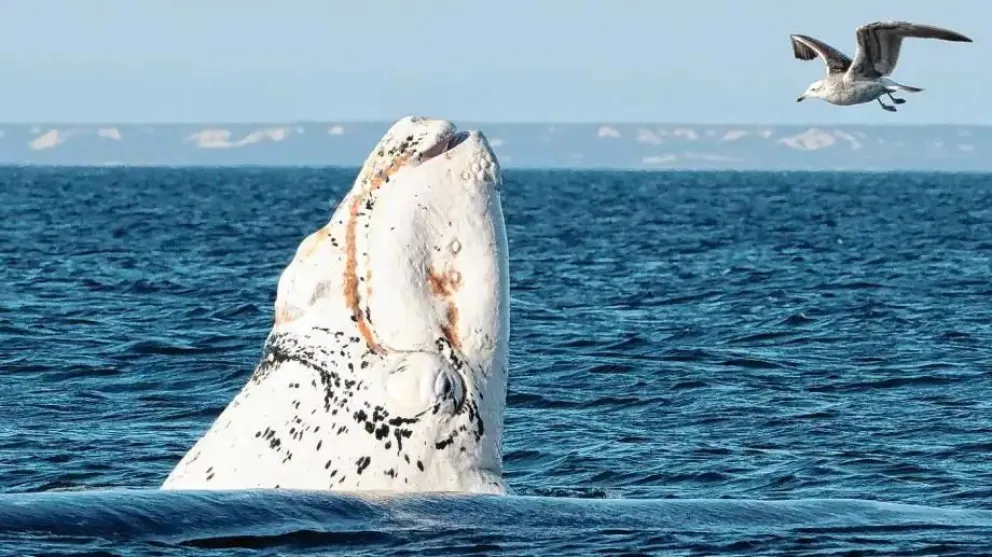 Ejemplar blanco de ballena franca austral. Foto de Alejandro Carnevale (@carnevalefotos)
