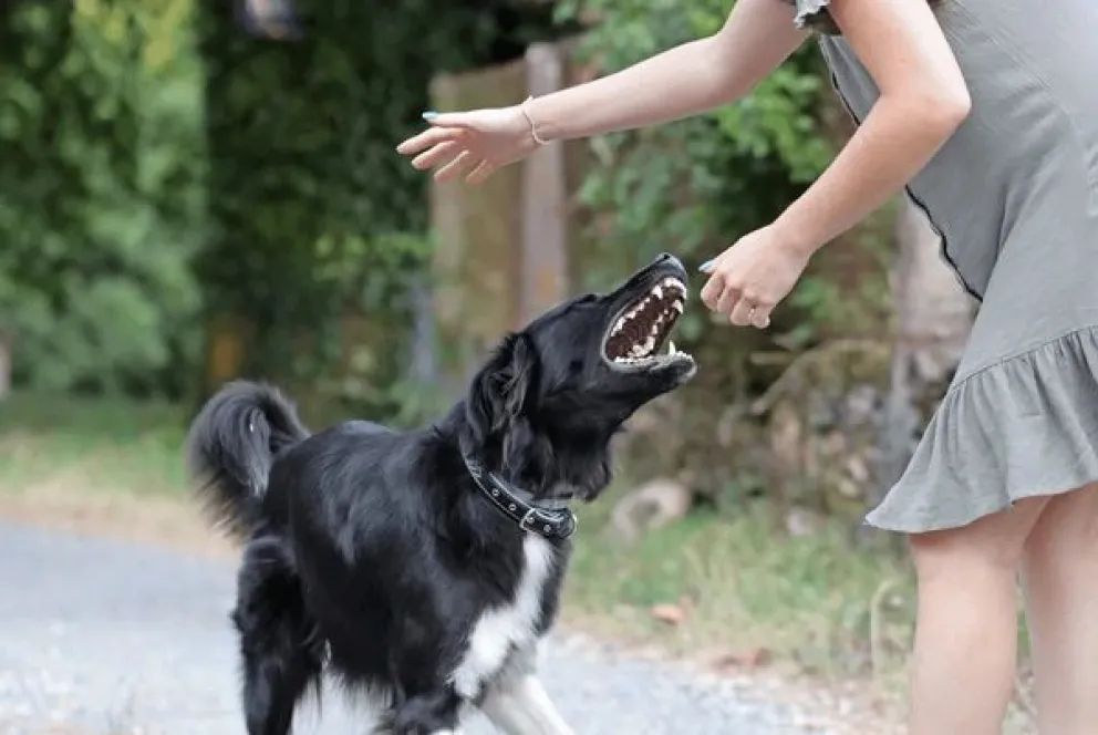 Fue atacada por un perro mientras iba a trabajar: ordenan indemnización