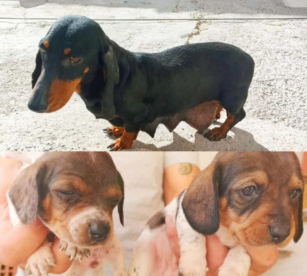 Los perros salchichas sometidos a la cría clandestina y comercio ilegal