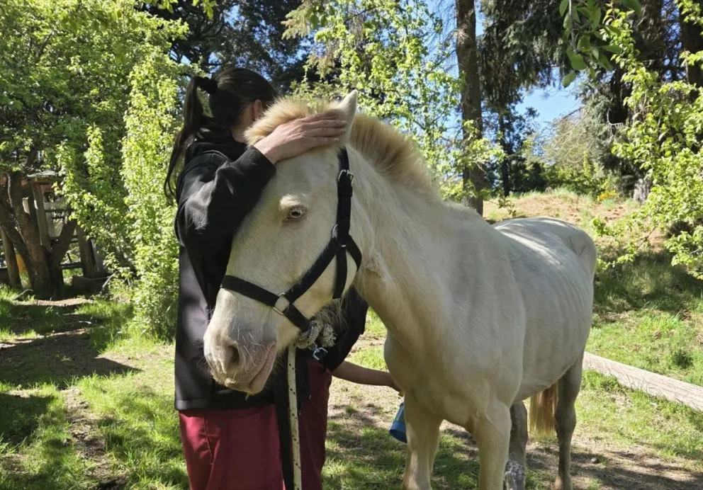 La yegua Nieve se recupera en Sanidad Animal