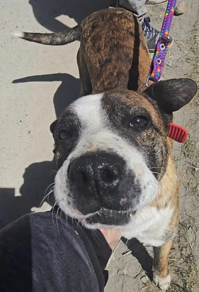 Rescatado por Sanidad Animal, Lobito volvió a una vida digna de perro