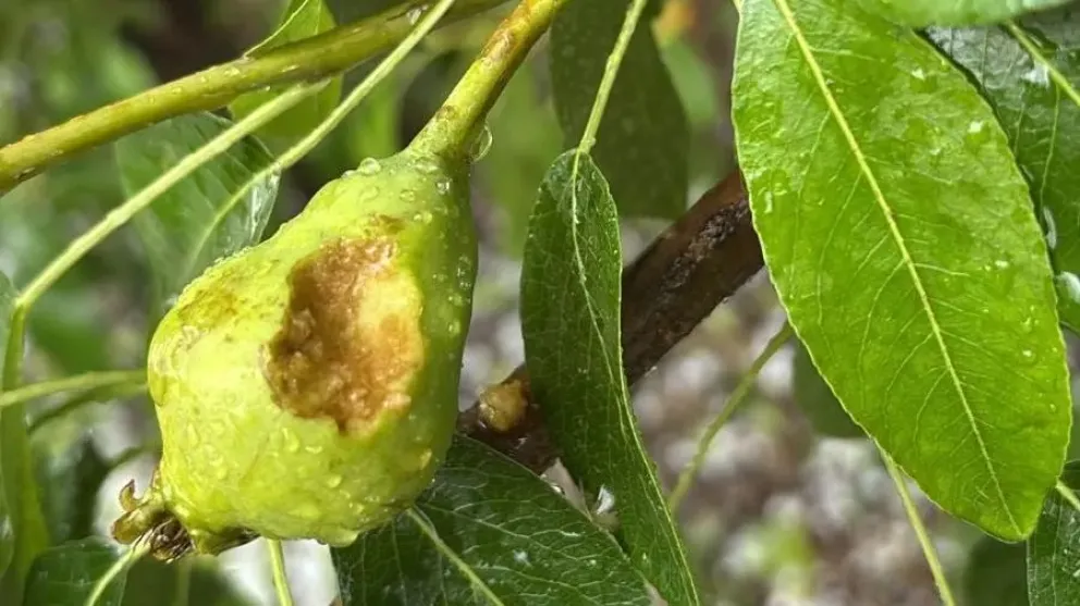 Daños causados por la caída de granizo en chacras de los valles rionegrinos. Crédito: Gobierno de Río Negro.
