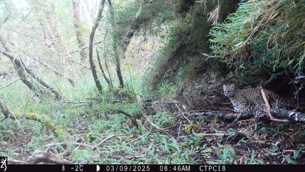 Imágen de las cámaras trampa del Grupo de Ecología y Conservación de Carnívoros de la Patagonia (GECCaP) CONICET/CENAC APN. 