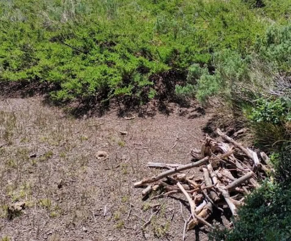 Los acampantes juntaron leña para el fogón y escaparon antes de que los descubran