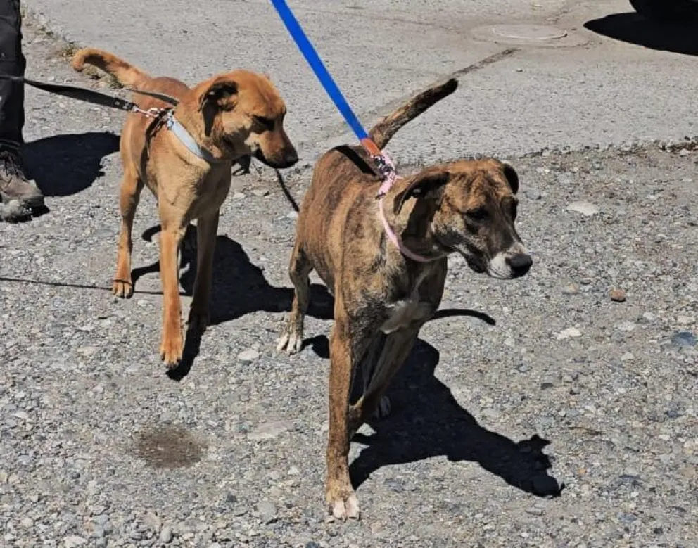 Manchas y Canela, madre e hija rescatadas del maltrato para recuperarse y ser adoptadas