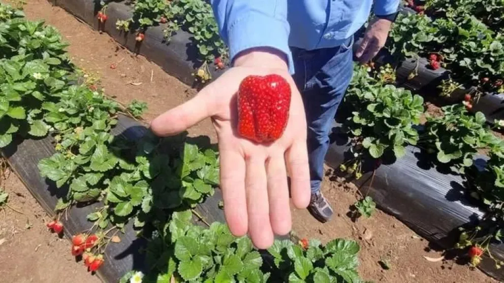 La innovación genética revoluciona la producción de frutillas en Chile
