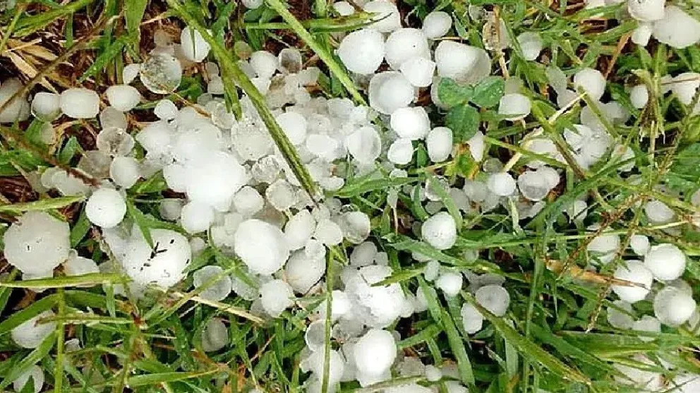 El Gobernador Alberto Weretilneck confirmó el apoyo de la Provincia a cada productor afectado. Crédito: Gobierno de Río Negro.