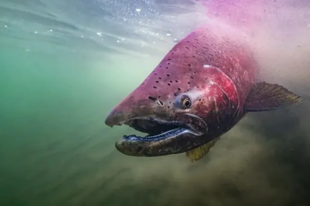 El salmón chinook, depredador gigante que amenaza a las tructas de la Patagonia