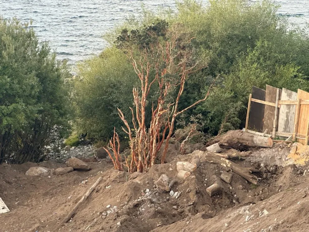 Así está ahora el arrayán en una obra de la Costanera