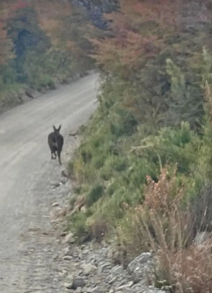 La foto tomada por el transportista. Gentileza APN